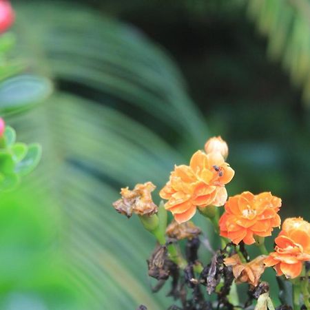Recanto Do Covico Bed & Breakfast Aratuba Ngoại thất bức ảnh