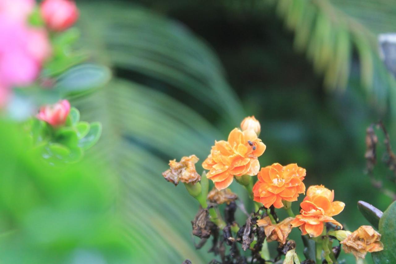 Recanto Do Covico Bed & Breakfast Aratuba Ngoại thất bức ảnh